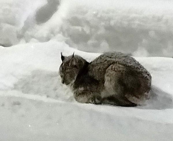 В Йошкар-Оле в створе улиц Кирова и Строителей сотрудник АО «Город», водитель «КАМАЗа» Роман Валюхов заметил сидевшую на снегу рысь В Йошкар-Оле в створе улиц Кирова и Строителей сотрудник АО «Город», водитель «КАМАЗа» Роман Валюхов заметил сидевшую на снегу рысь