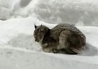 �� ������-��� ������� ����