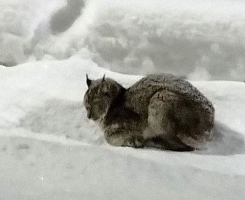 � ����������� ��������� ������������ ������� �������� �� ����� ����