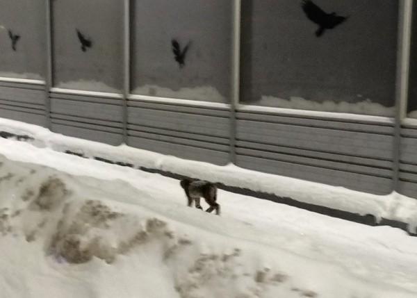 В Йошкар-Оле в створе улиц Кирова и Строителей сотрудник АО «Город», водитель «КАМАЗа» Роман Валюхов заметил сидевшую на снегу рысь