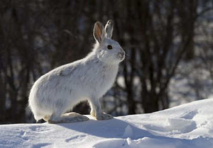 � ����������� �������� ������� ����� ����� �� �����������