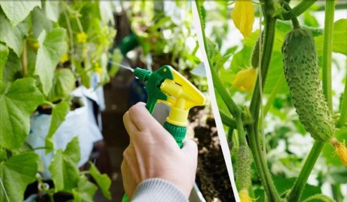 ��������� ������������ �������: ��� ��������� ������ ������