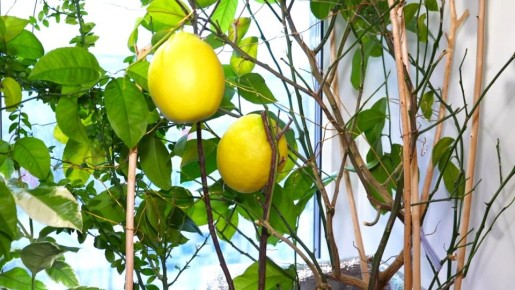 ����� �� ����������� ���������� �������� � ����-������ ����������