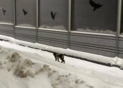 ���������� �� �������� ���� � ������-��� �������� �������� ����� ����