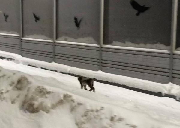 Неподалеку от Сосновой рощи в Йошкар-Оле заметили гуляющую дикую рысь