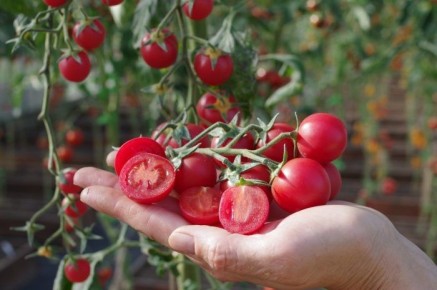 Томат Черри Лулу: ультраранний гибрид с десертным вкусом для салатов и заготовок