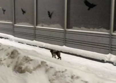 ����, ���������� � ������-���, ���� � ���