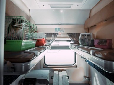 В багажных вагонах по ГЖД путешествуют декоративные моллюски, еноты, собаки и кошки