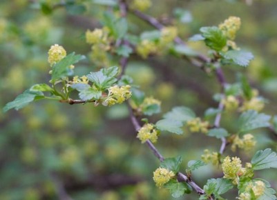 Осенняя посадка смородины: как обеспечить достойное приживание кустов