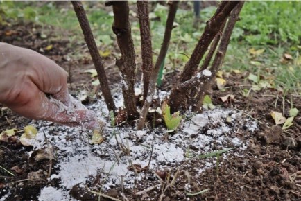 ����������� ���� ��� ��������� � ����������: ��� ������� ���������� ������ ����� � ����� ������� ����