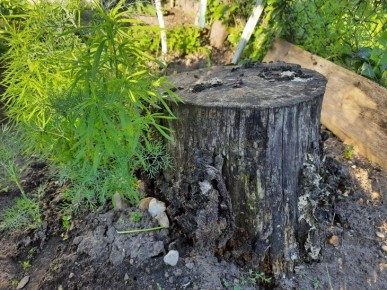 �������������� ������� ������������ � � �� ���������� �� ��� �� 10 �����: �� ������ � ��������