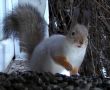 Работники йошкар-олинского Ботсада объяснили, почему не стоит доверять белкам
