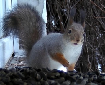 Работники йошкар-олинского Ботсада объяснили, почему не стоит доверять белкам