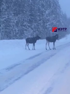 �� ������ ����� - �������� �������� ������� ���� �����