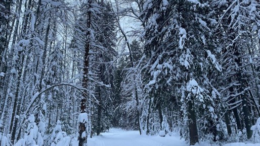 Марий Эл в ближайшие дни ждёт суровая погода