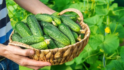 ��� ���������� �� ������� �������: ���������� ����������� ������������