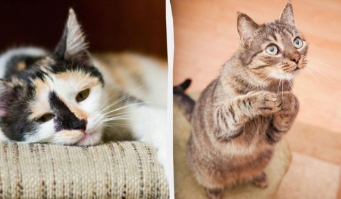 ������ ���� � ������ �����: ������ ����������� � �� �������� � ����������