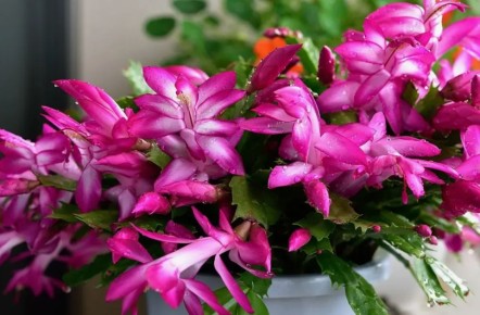 ��� ��������� ����������: ������� � ������� ��� ��������