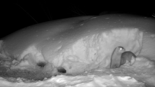 � ����������� �������� ������� ������ ����� �������� ������ ��������