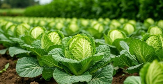 ��������� �������: ������� ������ ������� ��� �������� ������