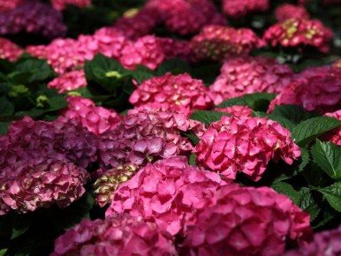 Как выбрать идеальную гортензию: советы для вашего сада