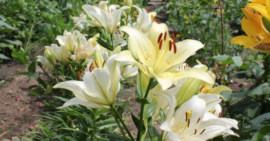 ��� ��������� ���������� � ������ ����� ��������: ������ ��� ���������