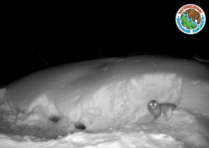 ����������� ����������� �������� ������� ����� ���������� ��������� ����� ������� ����������� �������: �� ���� ��� ������ ������� �������� ������ �����