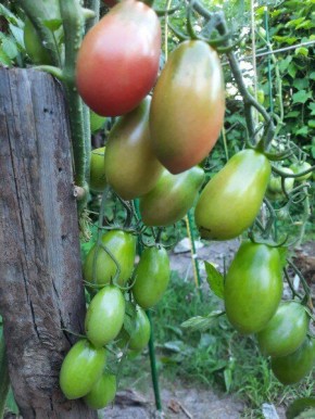 Как правильно подвязывать томаты в открытом грунте