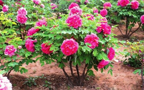 ��� �������� �����: ������� � ��������� ��� ���������