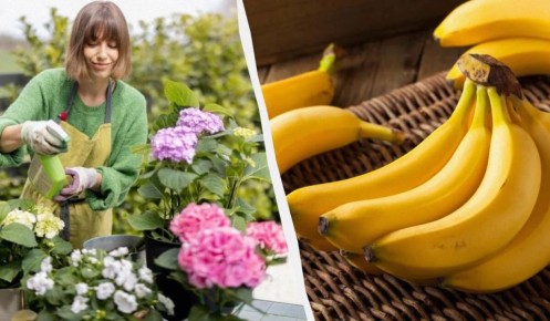 ��� ��������� ��������� �������� � ������� �������: ������ � ����������