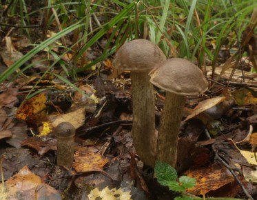 ����� ��������� ������������: ���������� � ��� ������