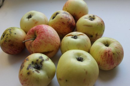 �����-������� ������: ��� ������ ����������� ��������� ������� �� ����