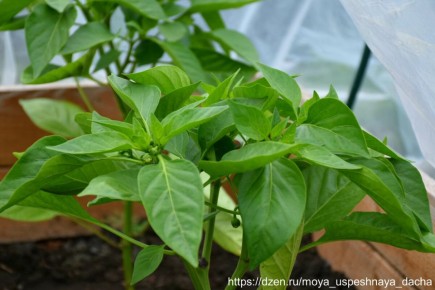 ��� ������� ��������� ������� ��� ������� ����� � �����