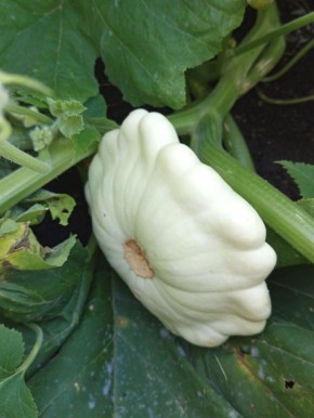 �������� ��������: ������, ������� ��������