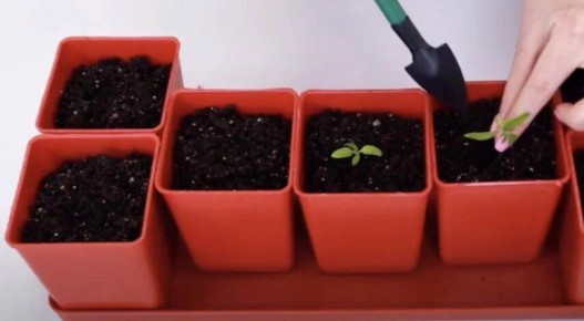 ����������� ����� ������ ������� ��� ������ �������� � ����� 2026 ����