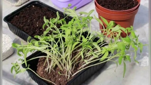 ��� �������� ����������� ������� � �������: �������� ������ ��� ���������