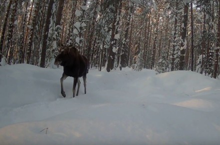 ���� ����� ���� �� ������������ ������� � ����������� ����� ��