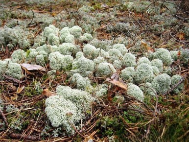 ����� ������������ ������� ������� ����