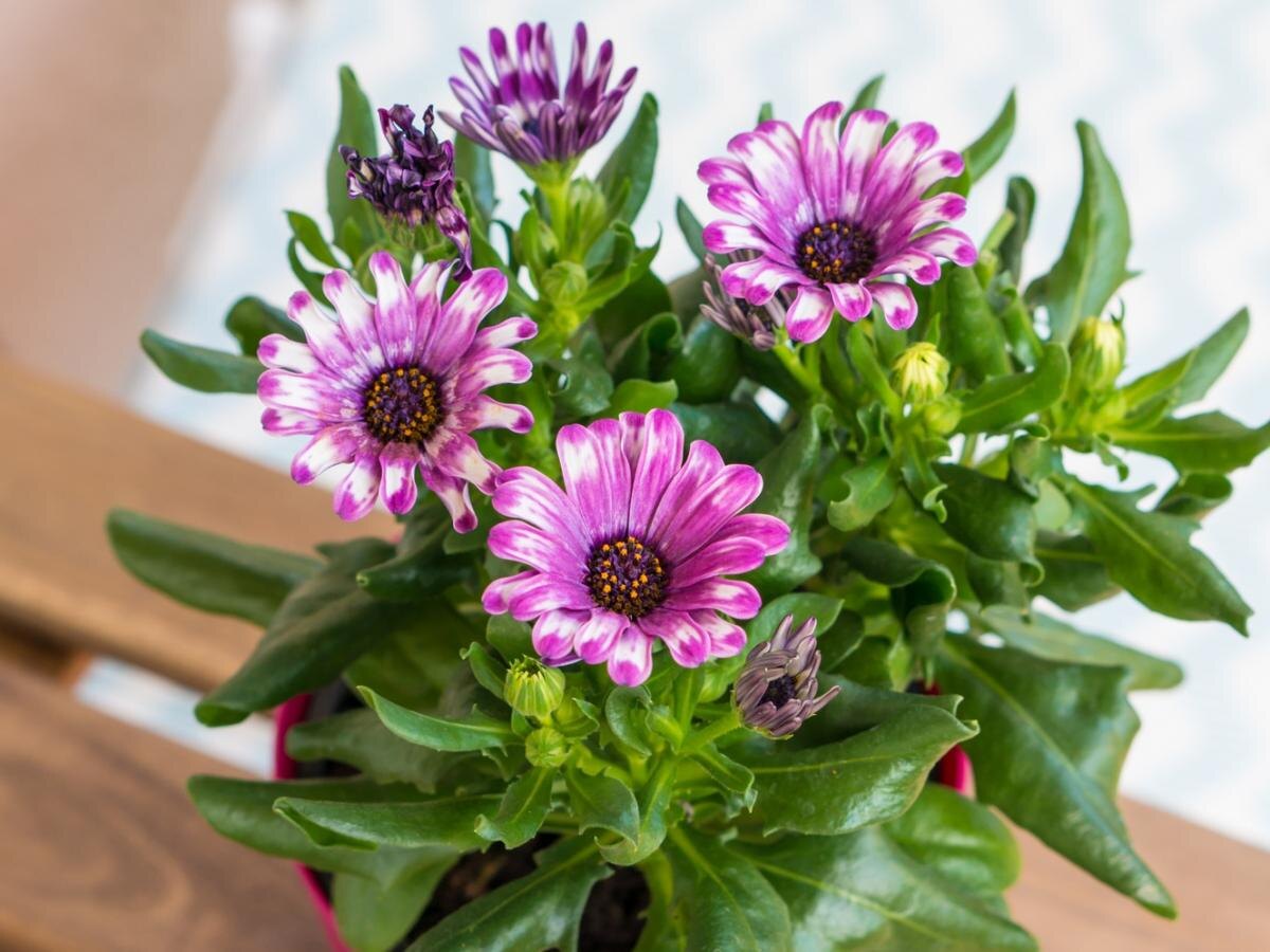 Секреты ухода за хризантемами: как продлить цветение до поздней осени