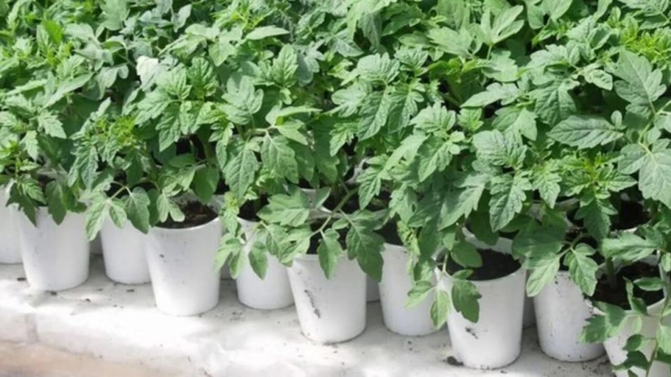 ����� ������� �������: ����� ����� �������� � ������� 2026 ����