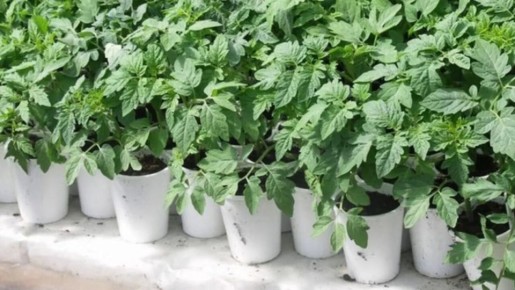 Тайны крепкой рассады: когда сеять помидоры в феврале 2026 года