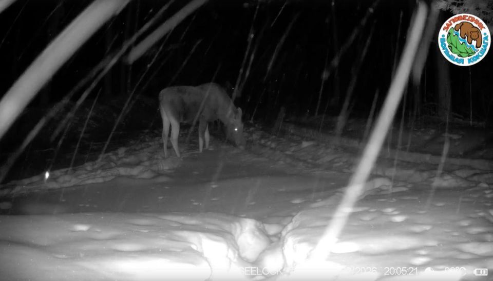 � ����������� �������� ������� ����������� ����������� ����� � ������ �������� ��������� �����