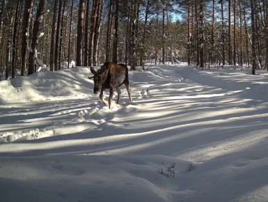 ���������� ����������� �������� ������� ���������� ����������� �������