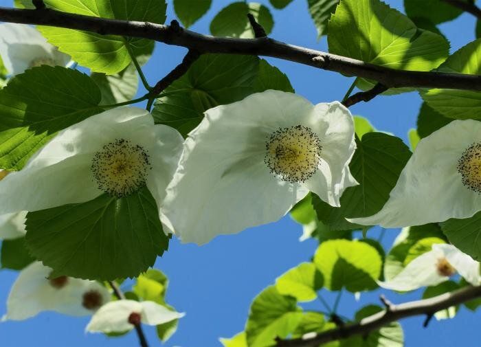 ������� �������� �������: ��� �������� �������� � ��� ���