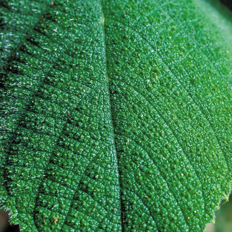 ������� ����: ������� ��������� ����� �������� ��� ������