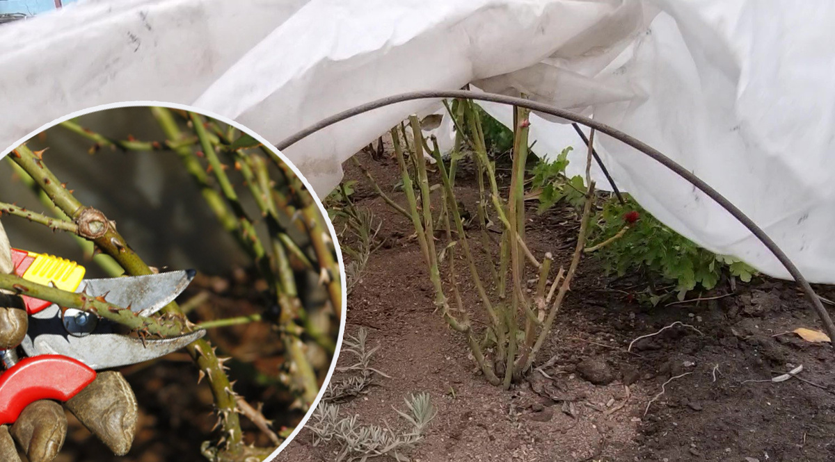 Ошибки при укрытии роз на зиму