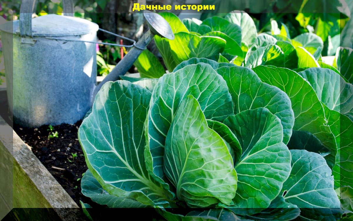 Эффективные методы полива капусты