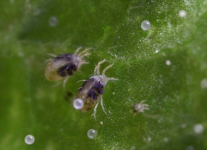 �������������� ����� �� ���������� �����: ������������ ������