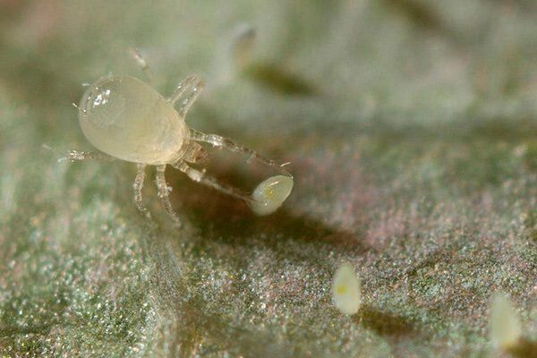 ��� ���������� �������� � ����������� ������