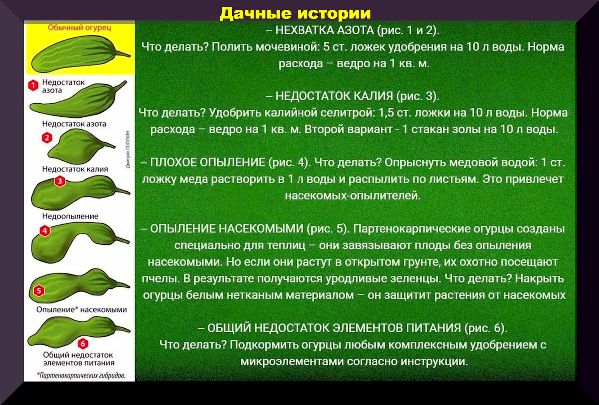 Советы по выращиванию огурцов: от семян до сбора урожая